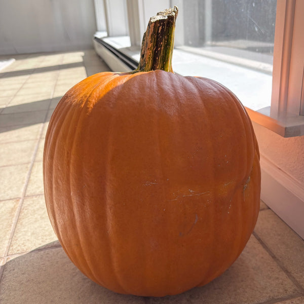 Pumpkin for Pumpkin Night pottery workshop at Claya Studios in RiNo, Denver